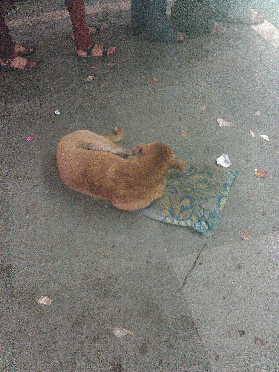 Do Dogs Need a Bed? And How to Choose One They'll Actually Use