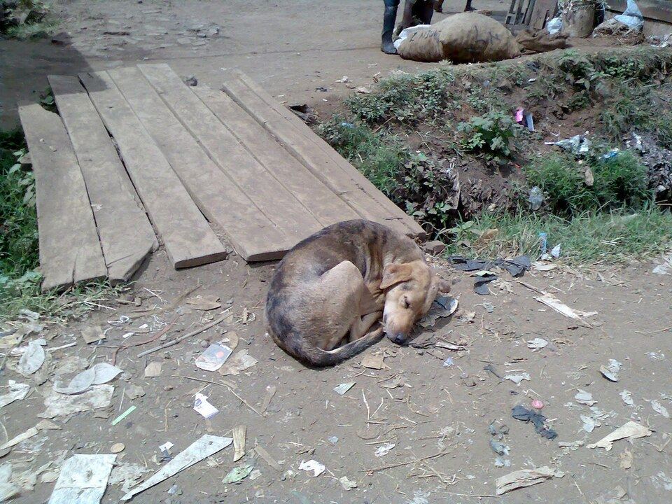 A dog stretched out flat on an open mattress bed