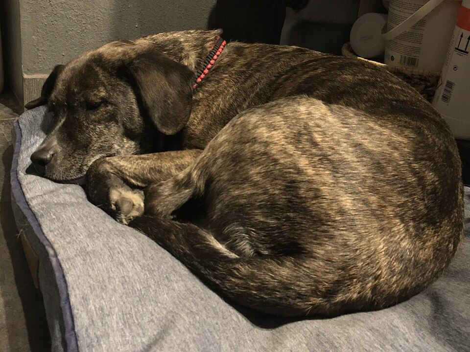 A dog resting with its head on the raised edge of a bed