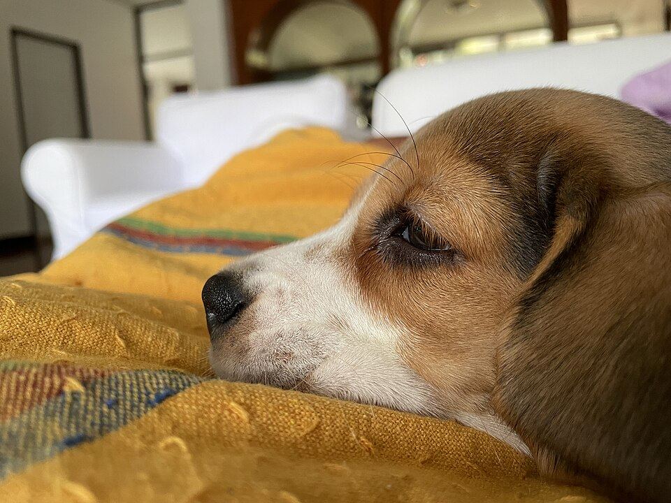 A dog stretched out on a flat mattress style dog bed