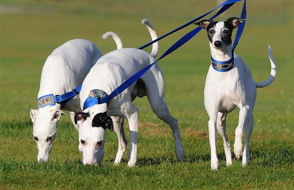Why Greyhounds Need Softer Beds Than Almost Any Other Dog