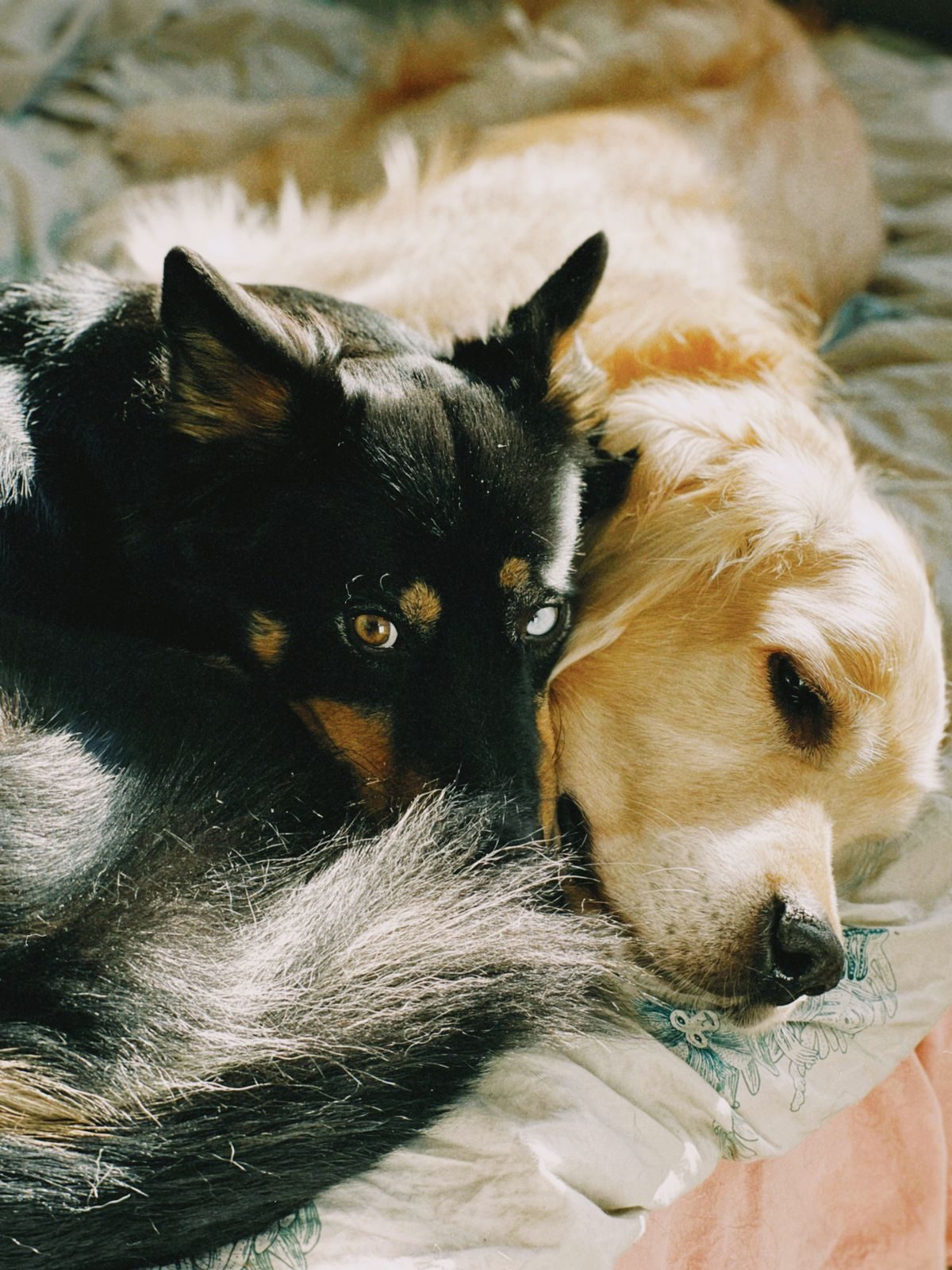 Two Fosters, One Room: Bedding Politics Between Dogs