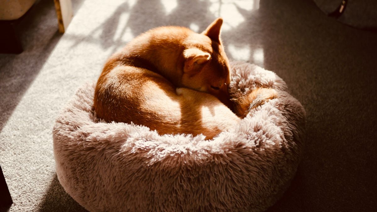 Red dog sleeping curled up in a fuzzy pet bed.