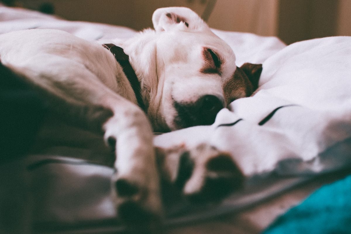 Adult dog resting on a white bed.