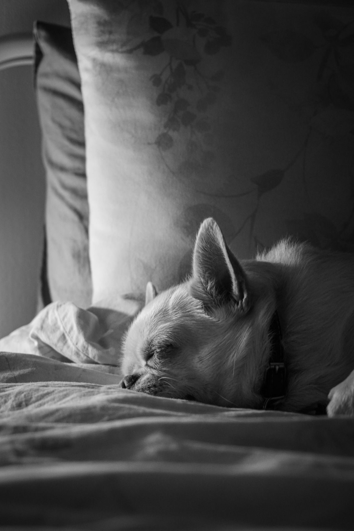 Peaceful chihuahua sleeping on a cosy bed.