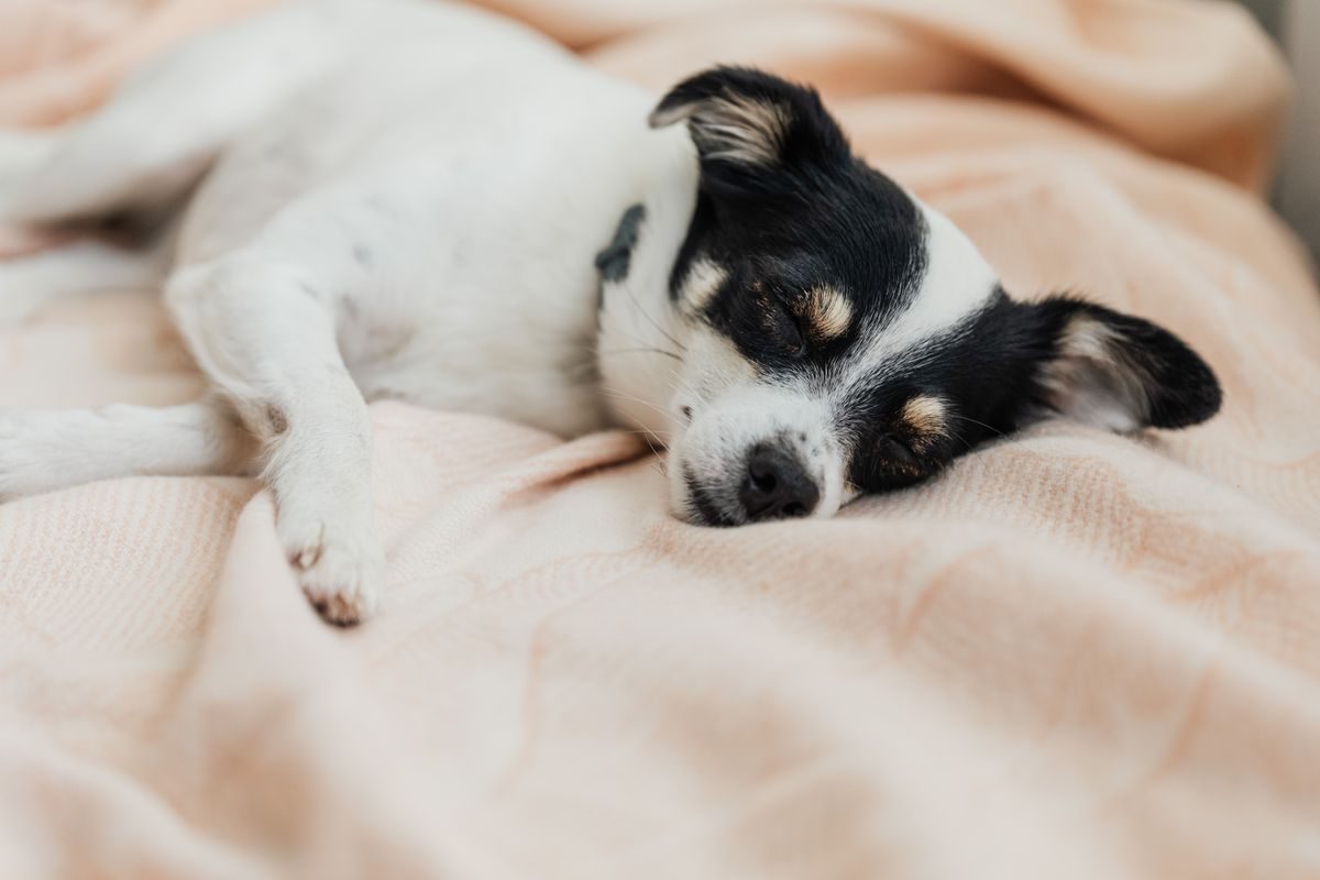 Dog lying on a bed.