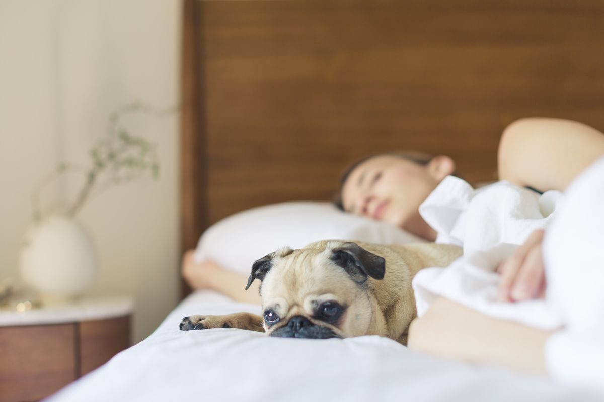 Cute dog on a bedroom bed.