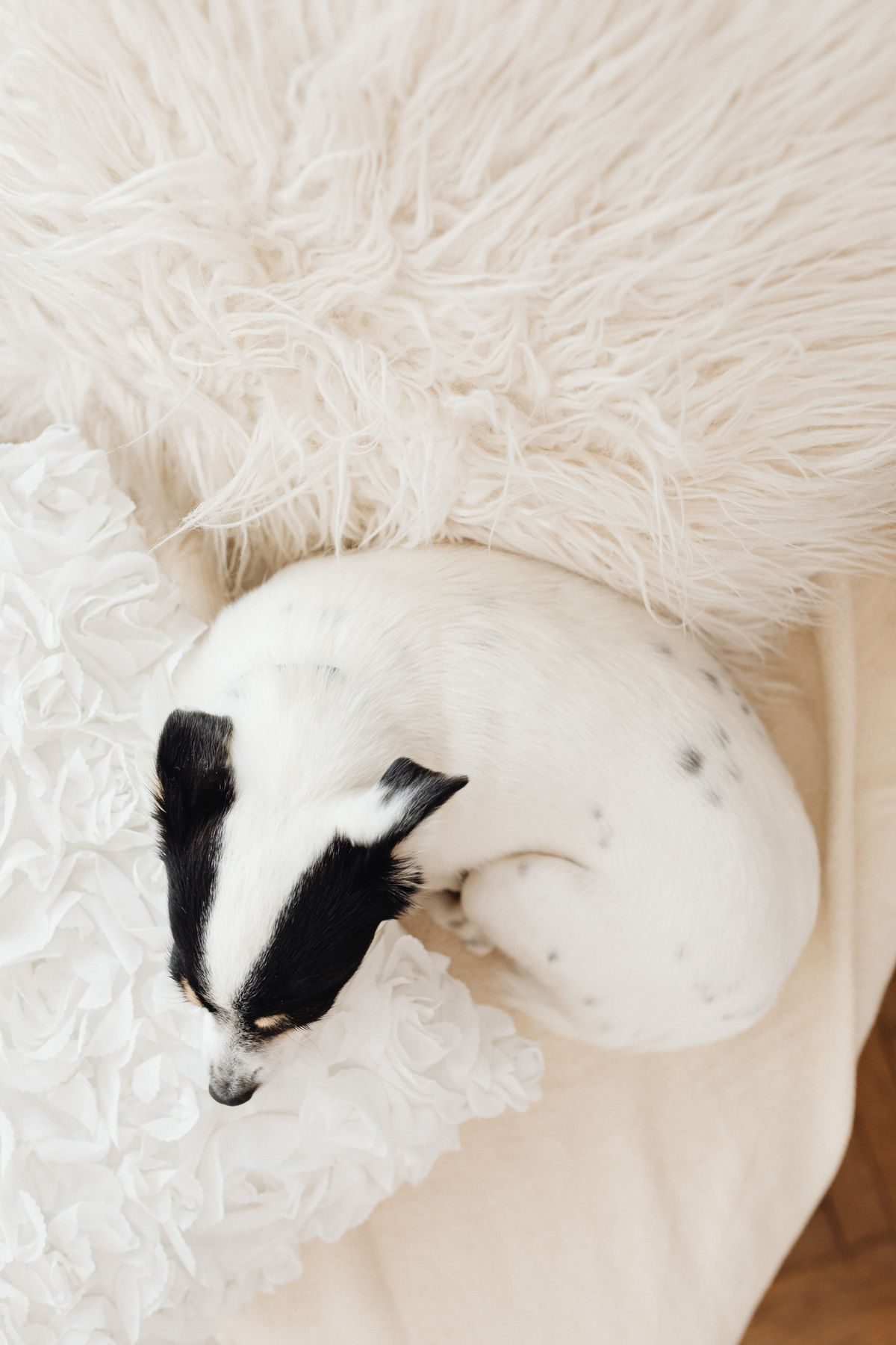 Dog lying down on a bed.