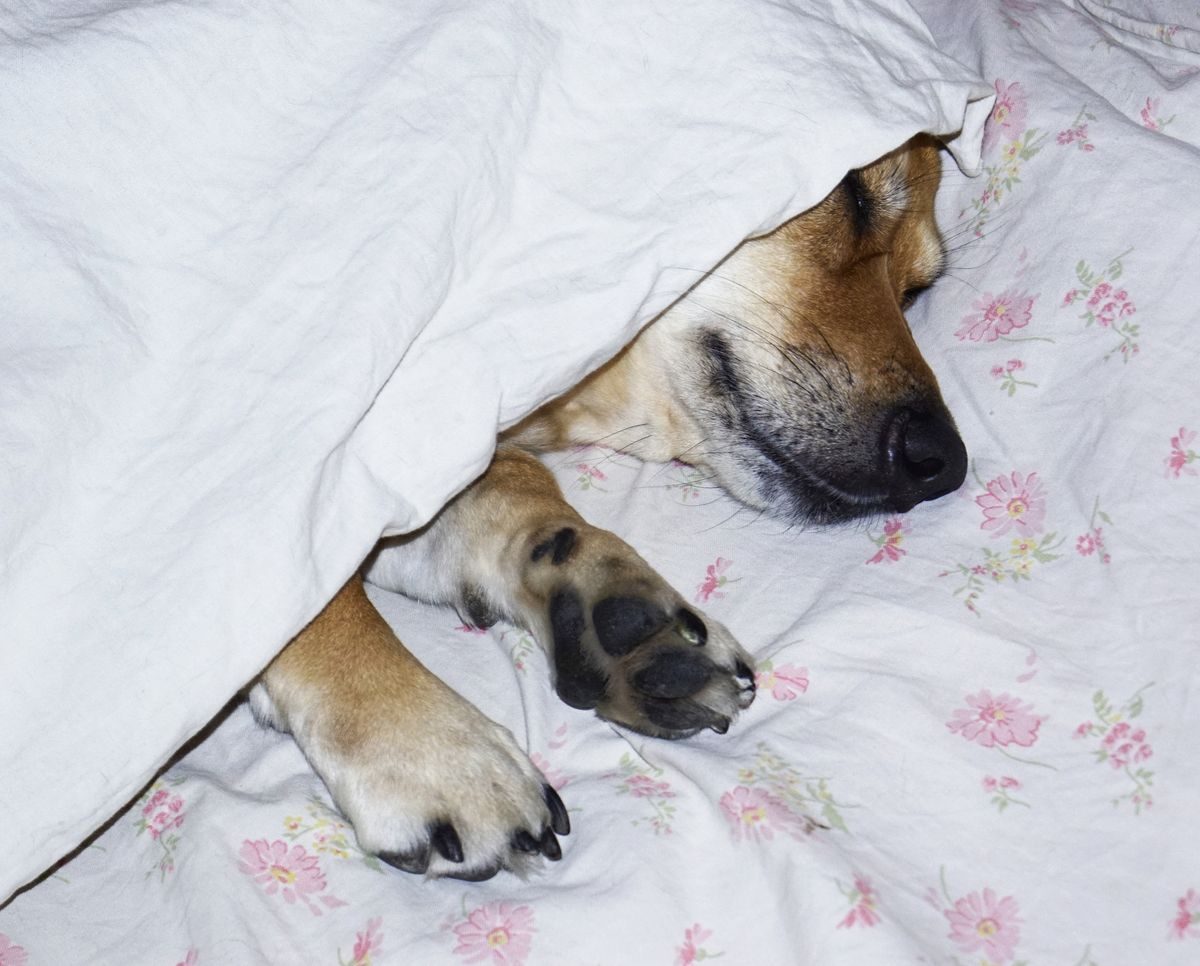 Quarantine Bedding: What a Cattery Does for a New Cat