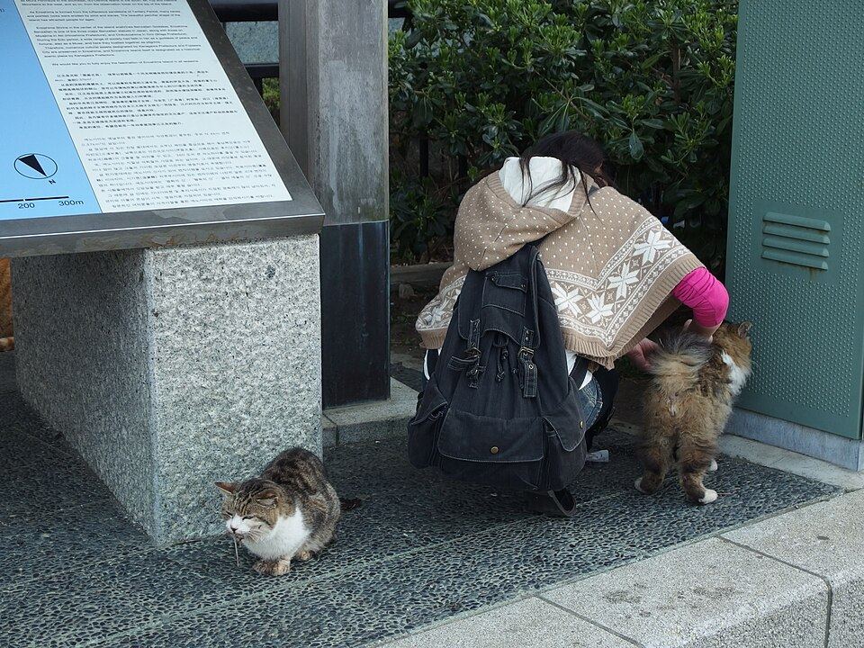 Pet Carrier Backpack 101: A Total Beginner's Guide (Australia Edition)