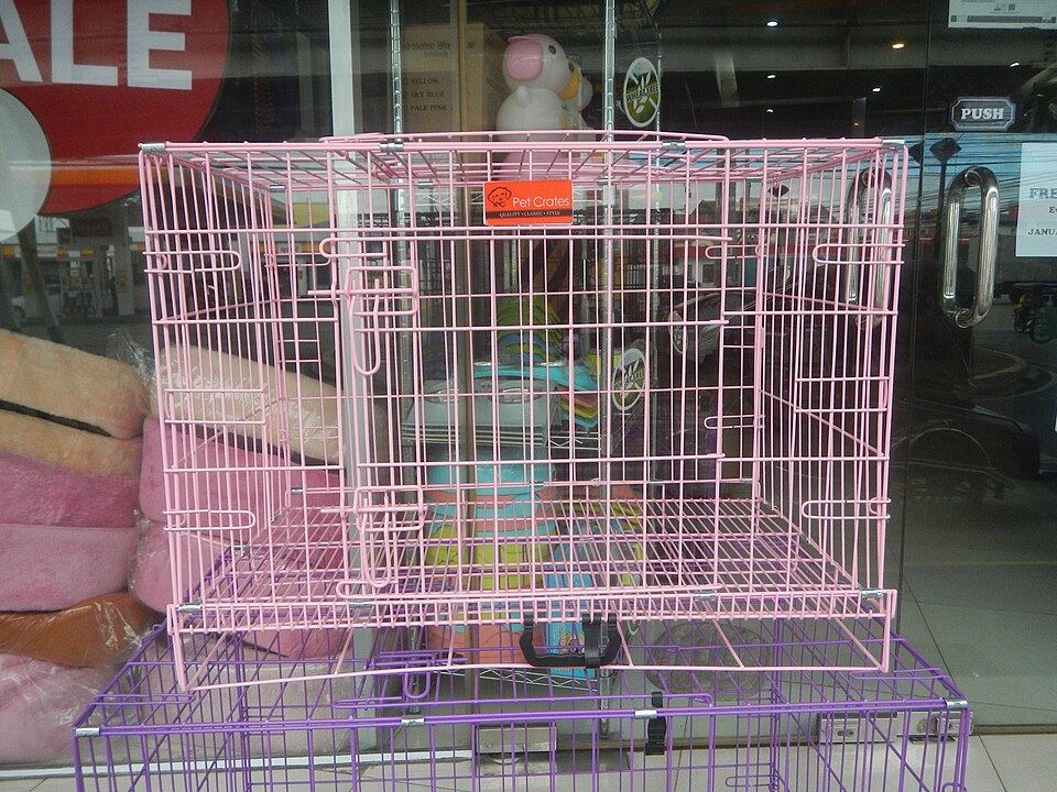 A cat looking around inside a fully meshed 360 cat backpack
