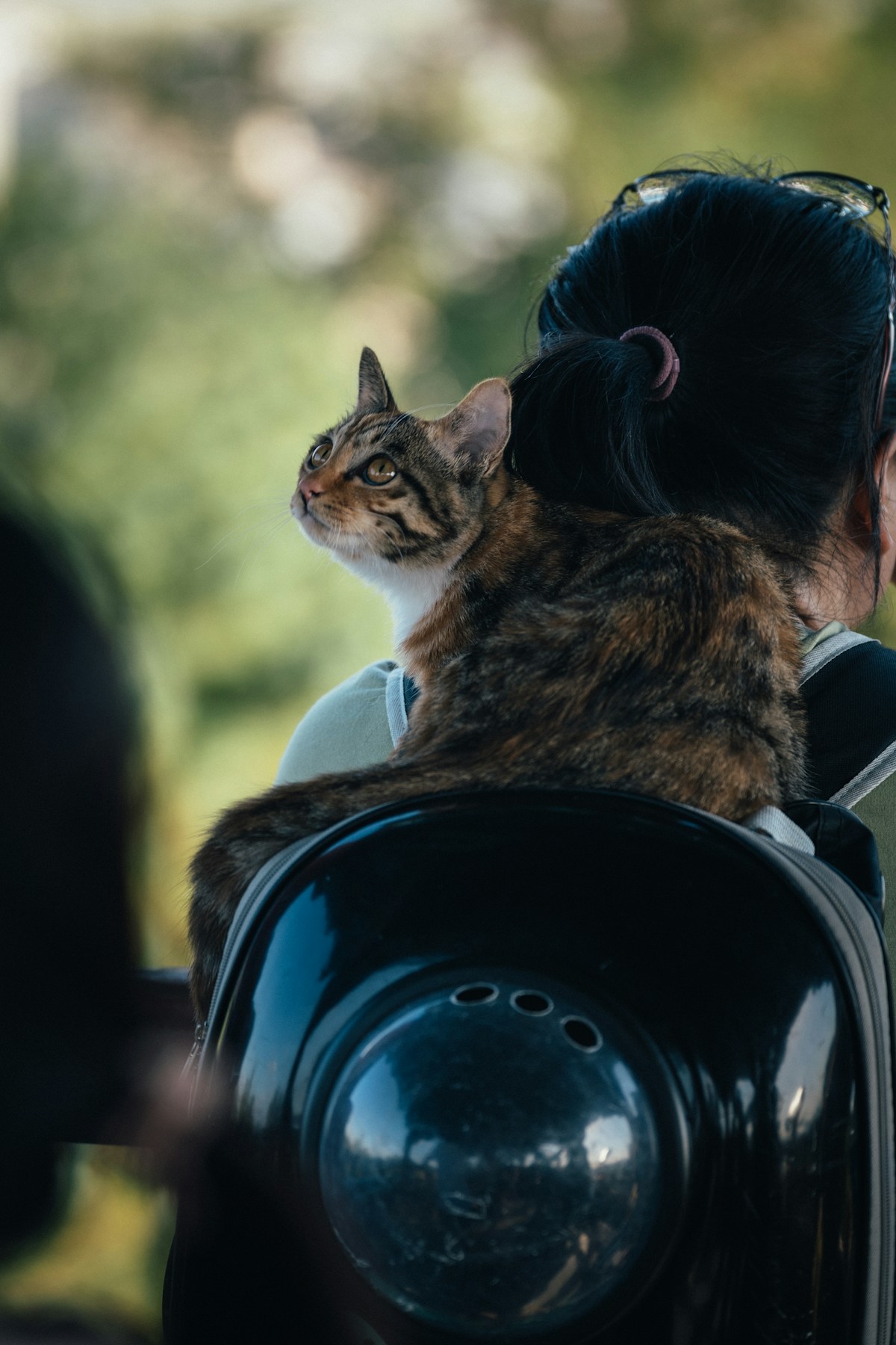 A premium purpose-built cat backpack with full mesh panels