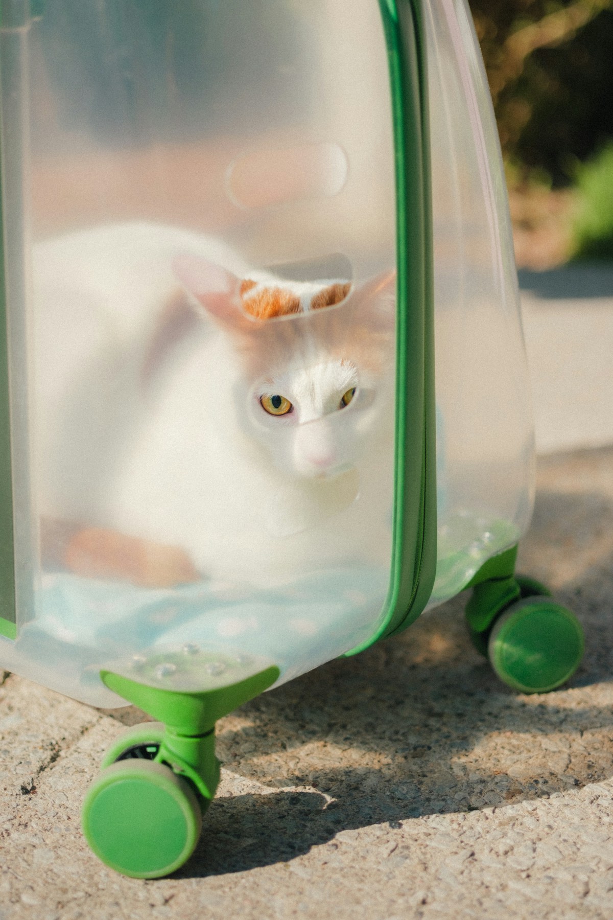 A cat backpack with a clear plastic bubble window in bright sunlight