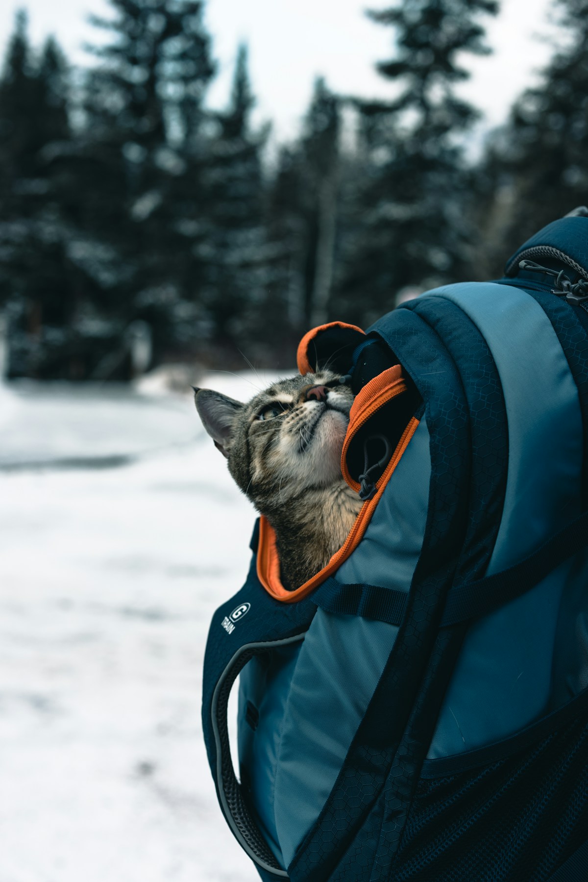 A breathable mesh cat backpack suited to hot weather
