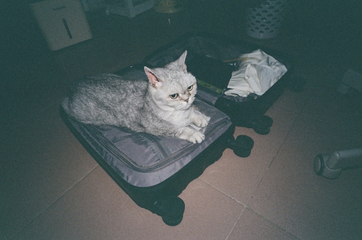 Cat travel essentials laid out including treats, blanket and water bowl