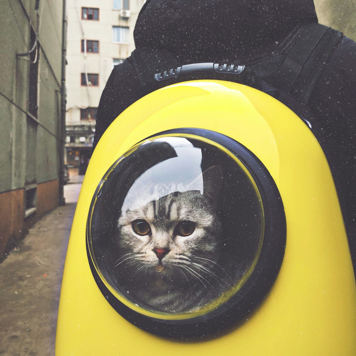 Side by side of a bubble and a mesh cat backpack