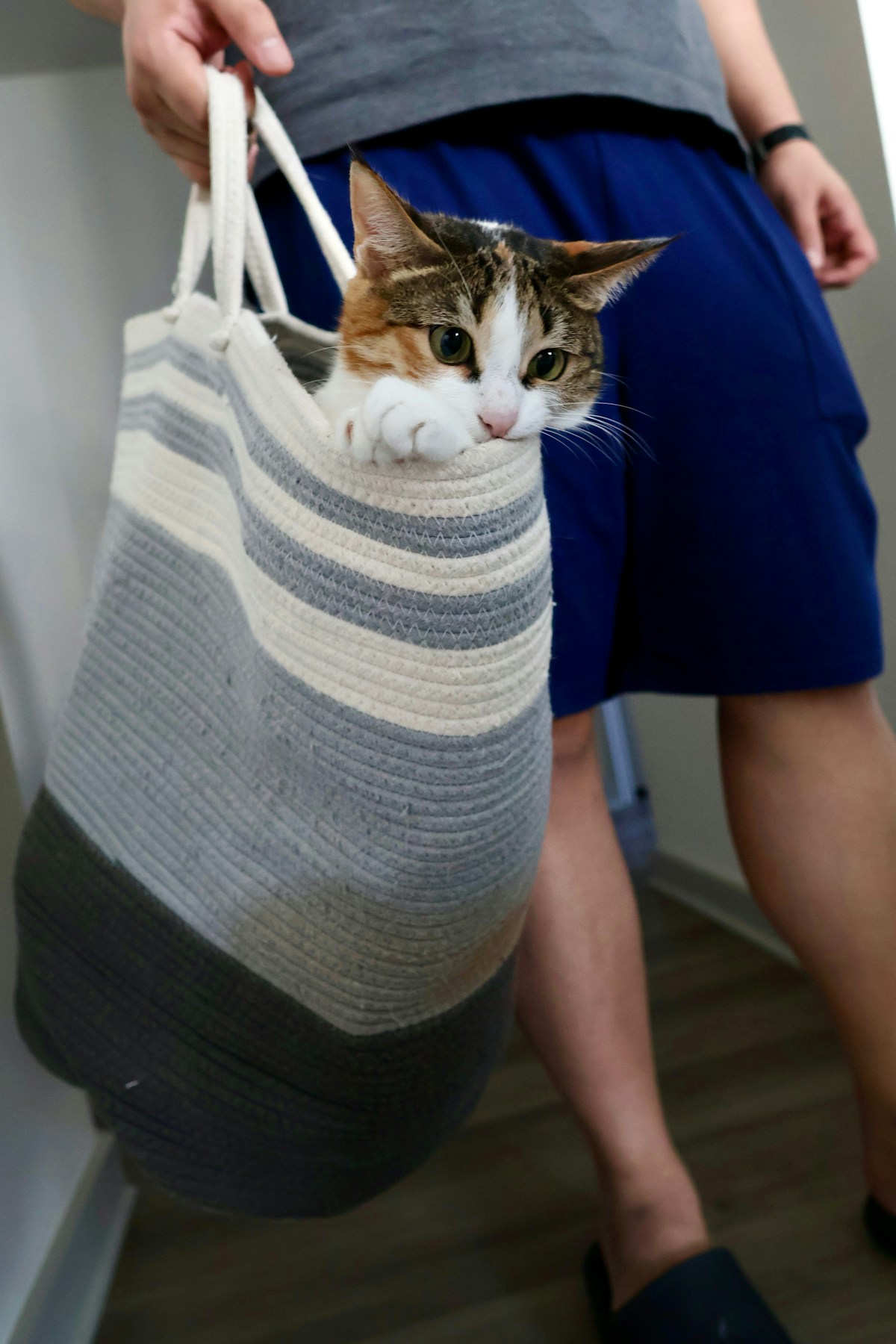 A large cat comfortably fitting inside a spacious backpack