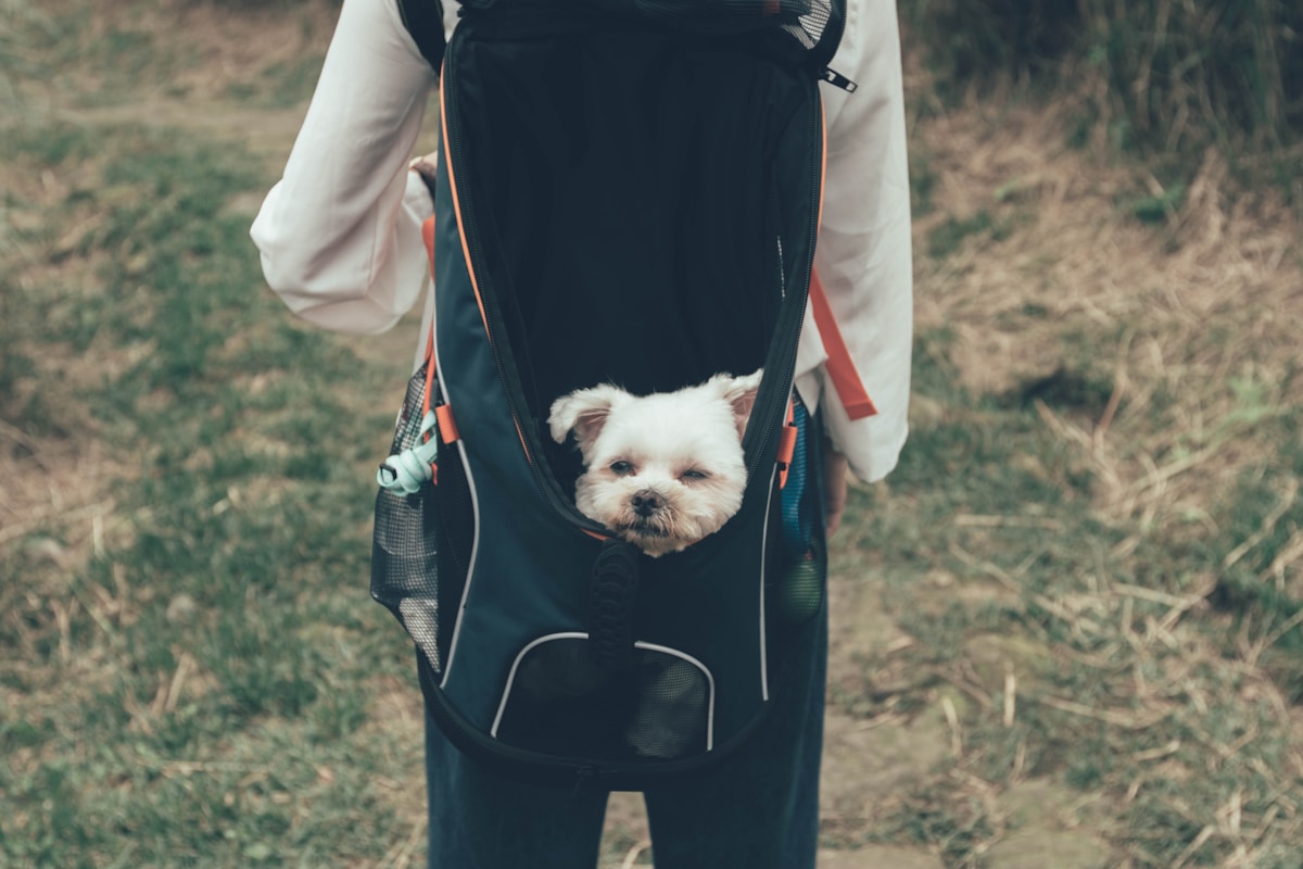 A well-built premium cat backpack with padded straps
