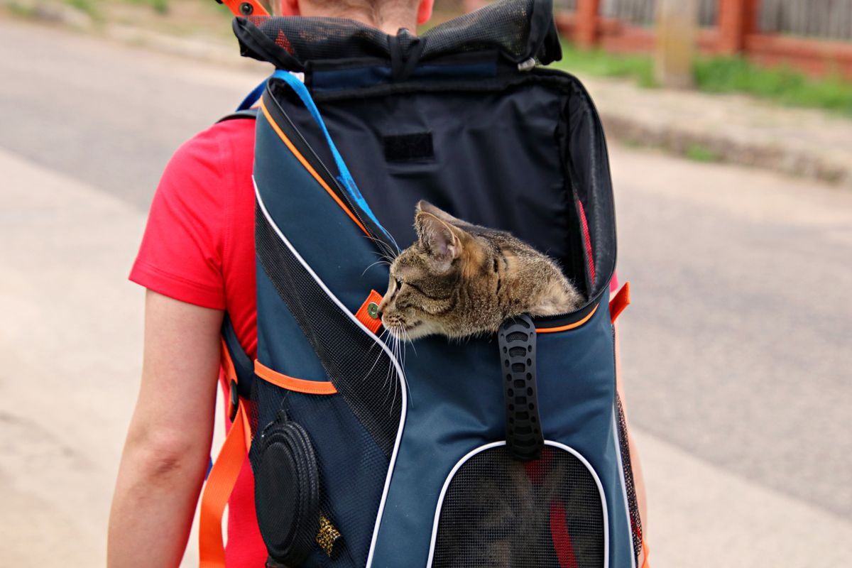 Tabby cat on a backpack carrier.
