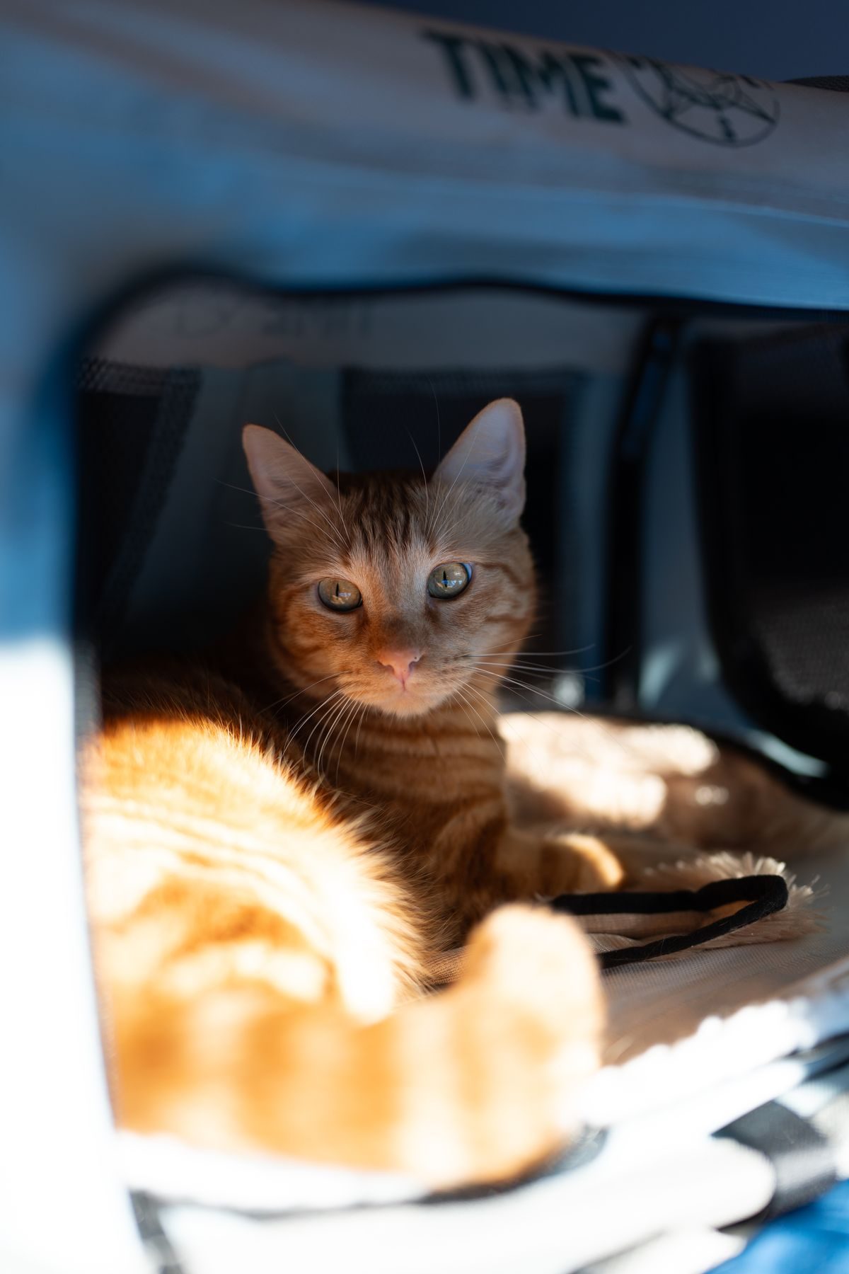 Orange tabby cat relaxing in a sunlit carrier.