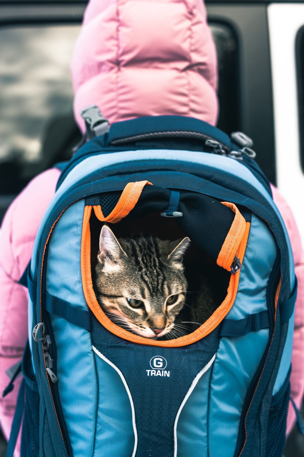 Cat in a backpack on a hike.