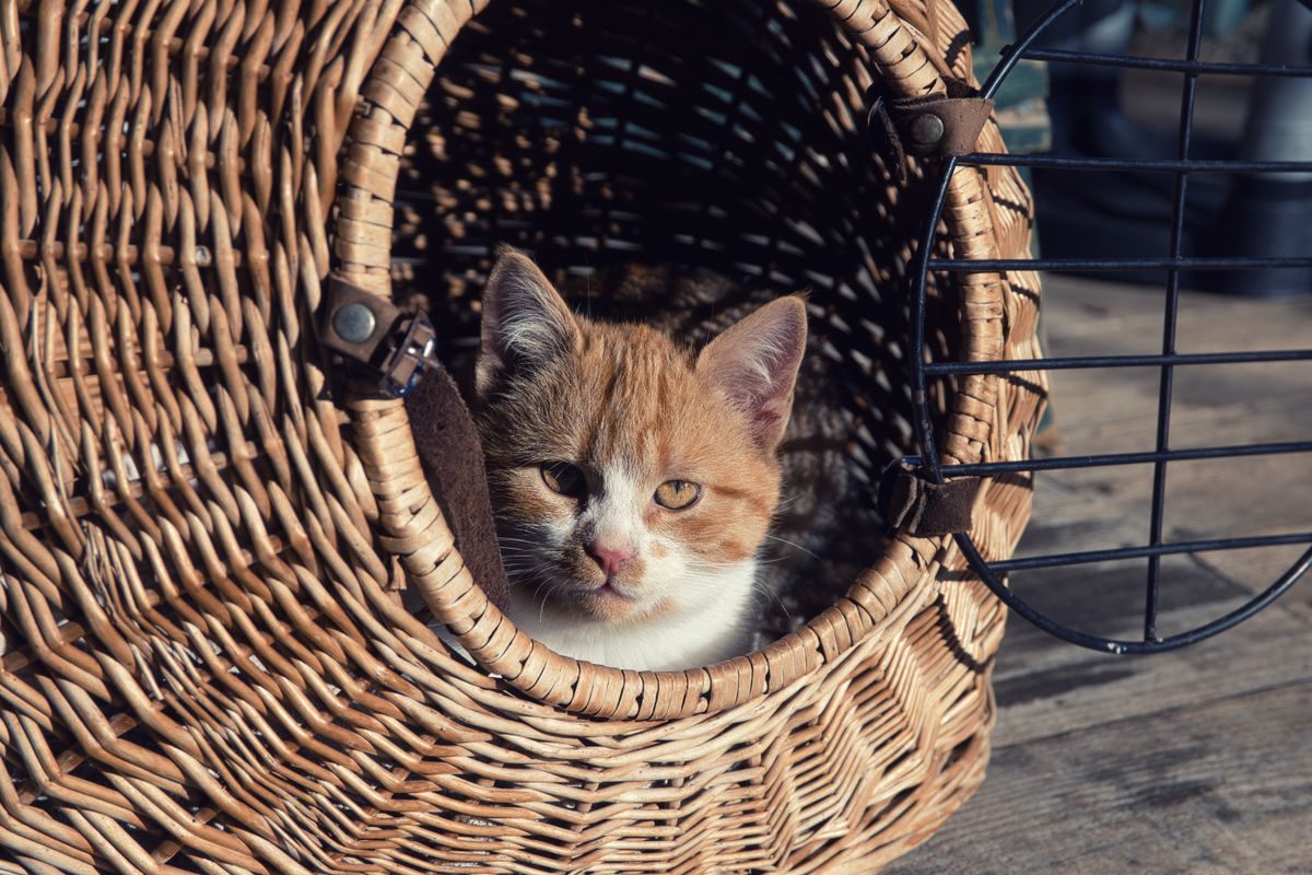 Kitten resting inside a basket carrier.