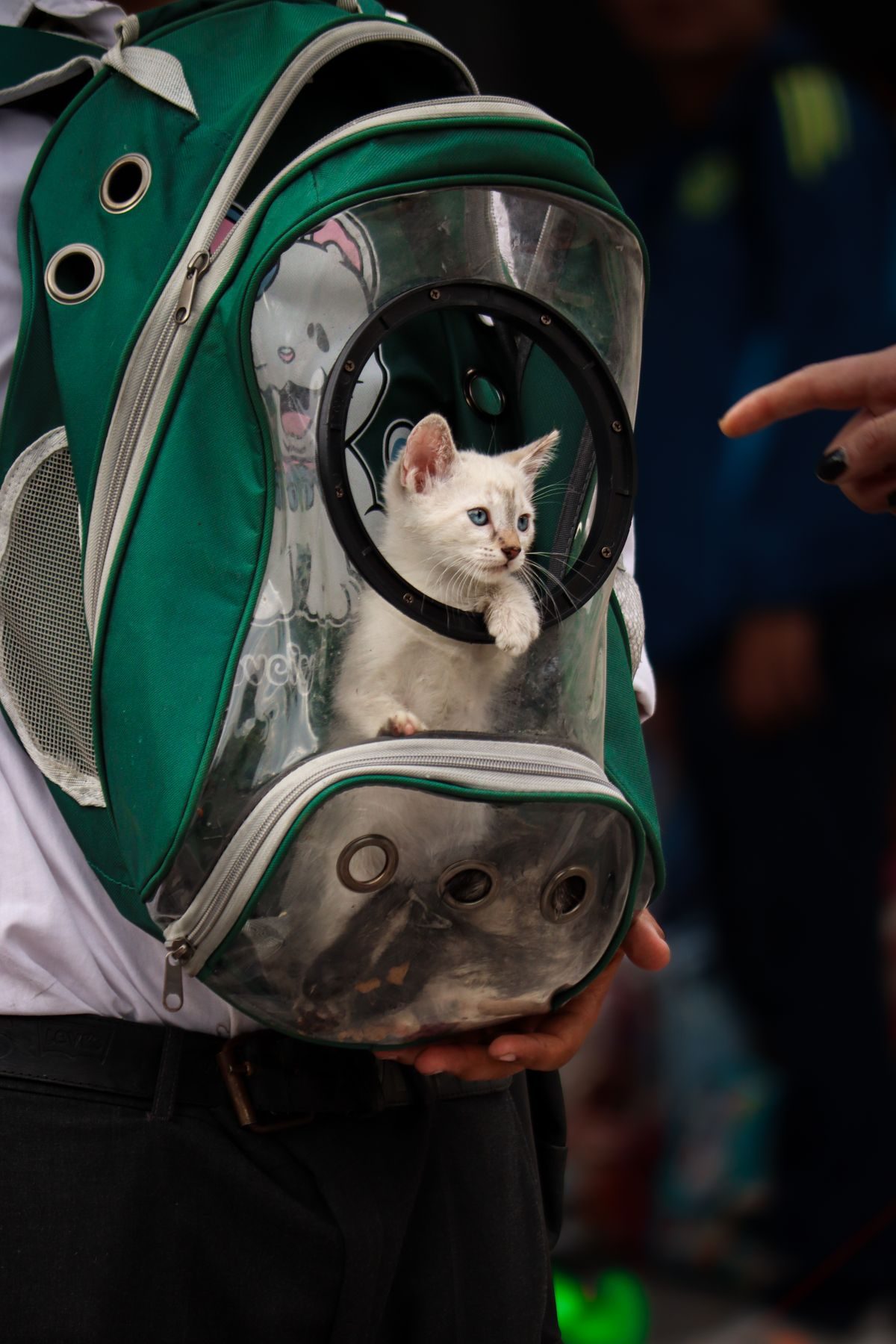White kitten in a transparent backpack carrier.