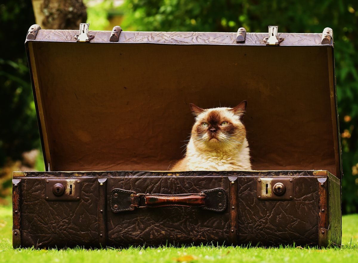 Cat sitting in a pet carrier.