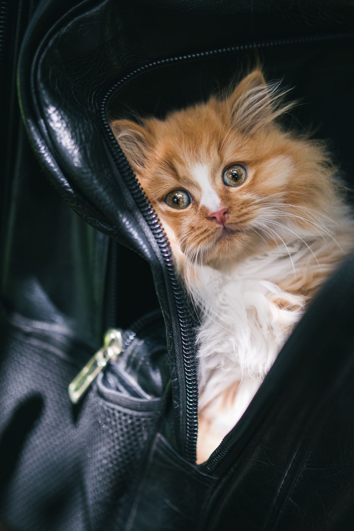 Cat inside a soft bag carrier.