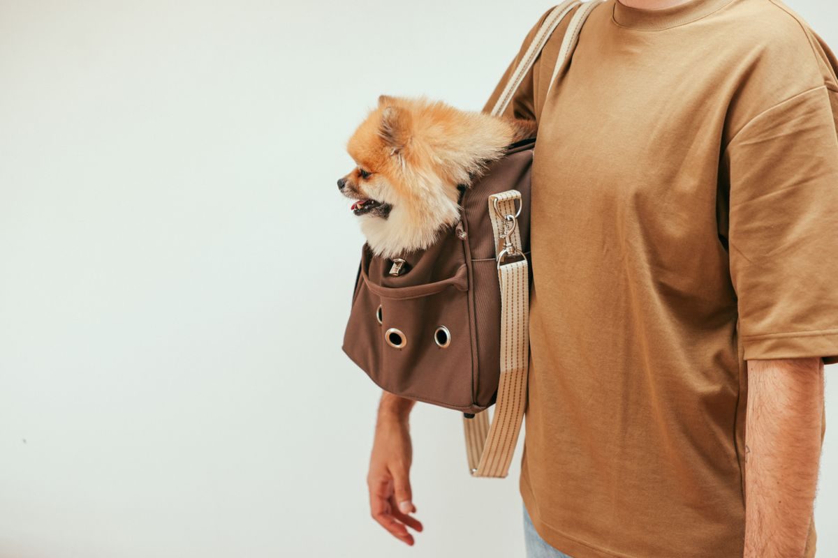 Person carrying a bag with a dog inside.