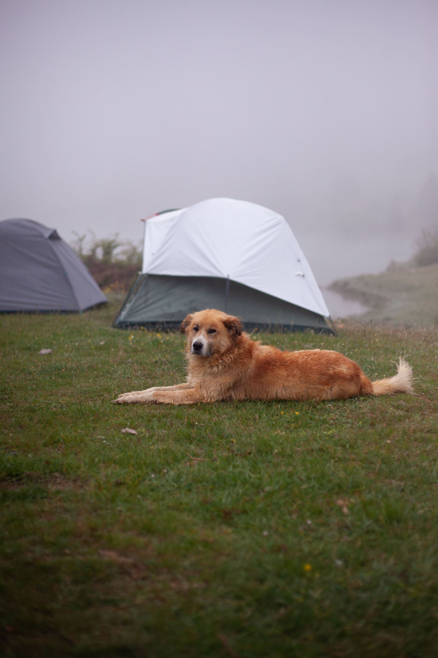 Camping with Dogs: A Portable Playpen for Caravan & RV