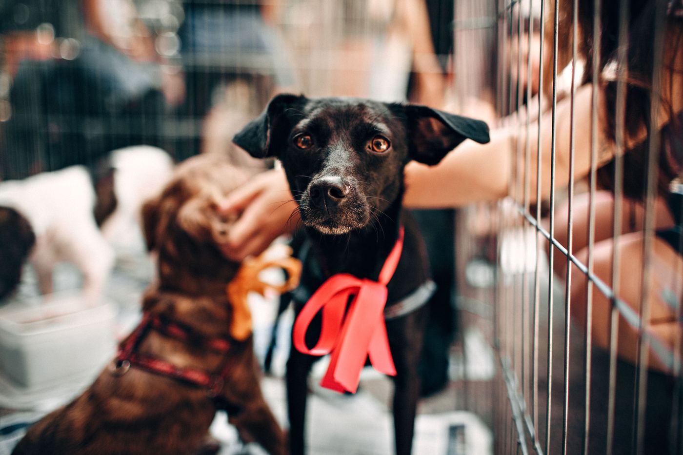 Cheap vs Premium Dog Playpens: What $50–$160 Gets You