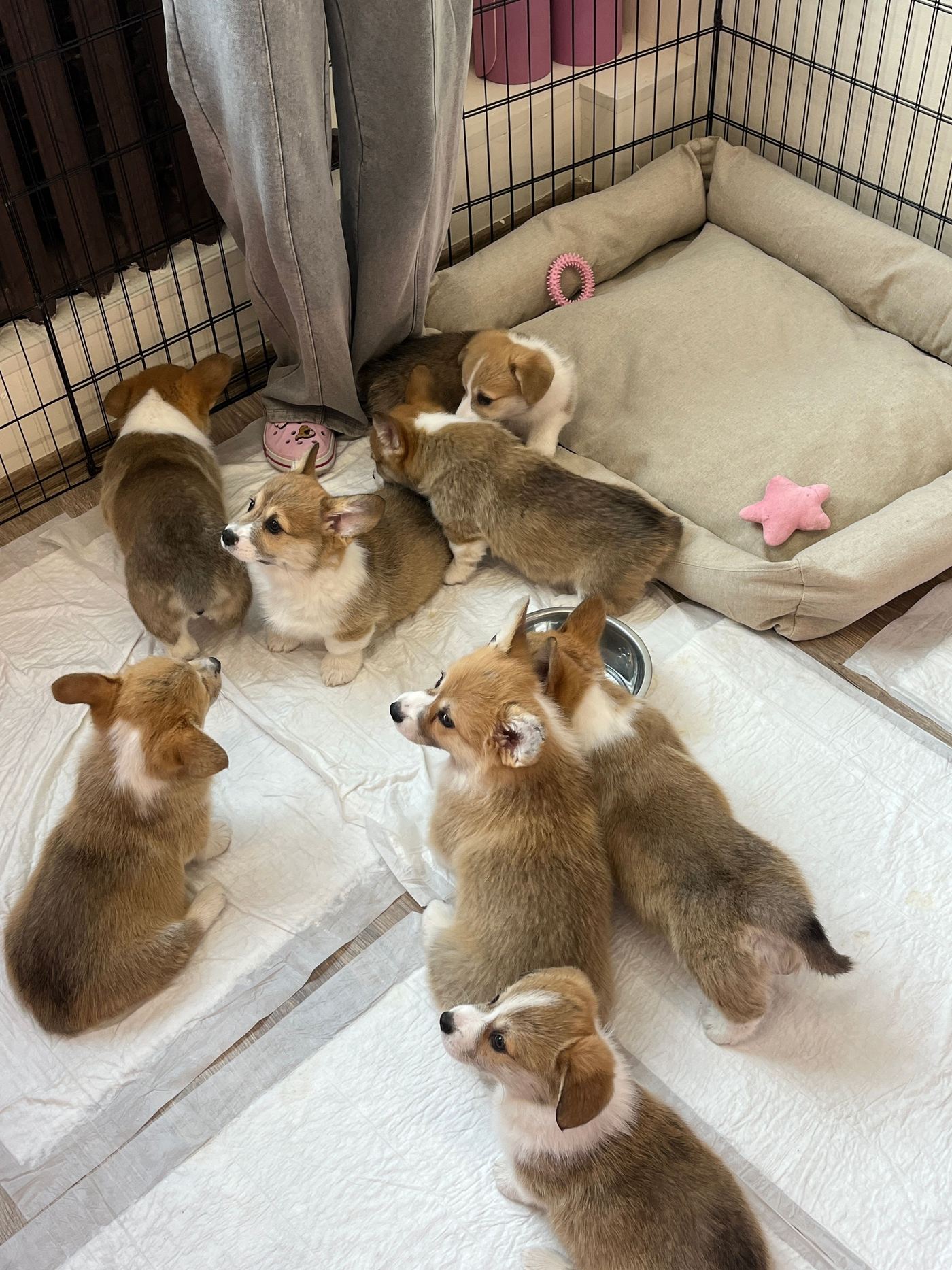 Dog Playpen Safety: Zippers, Latches & Sharp Edges