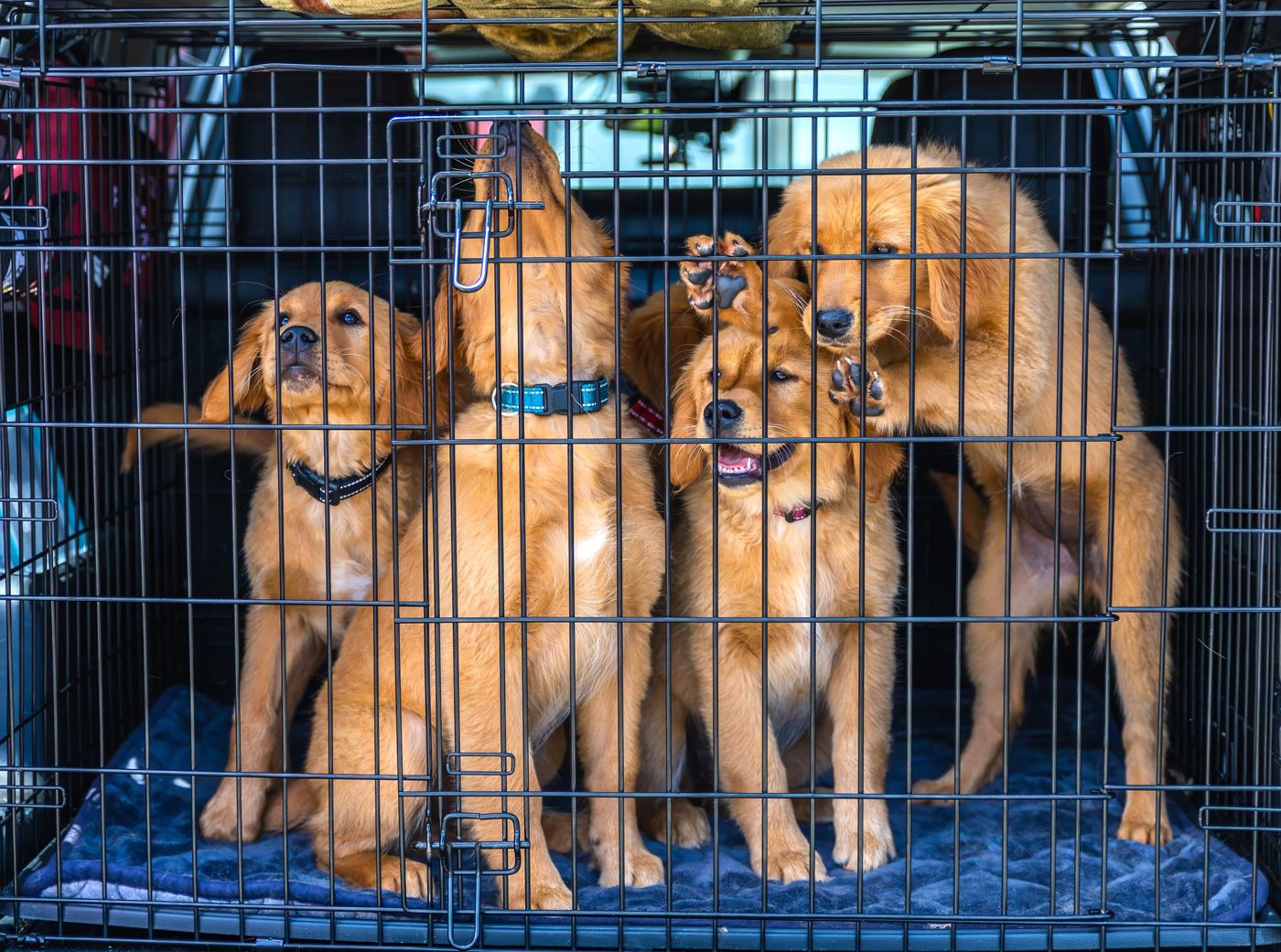 How to Choose the Right Dog Playpen Size
