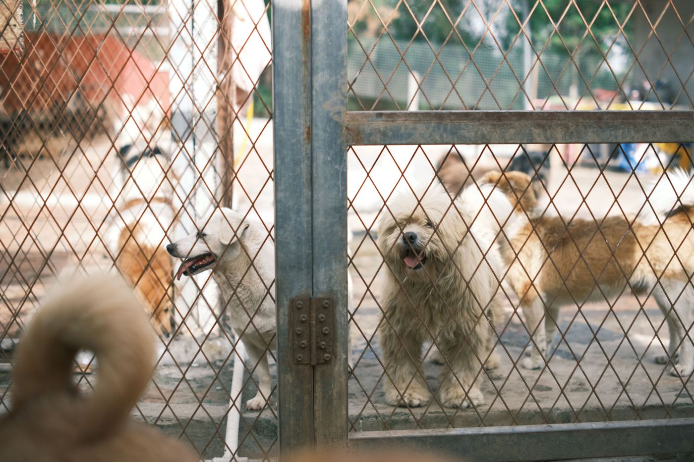 Dog Playpen with Floor: Pros, Cons & Top Picks