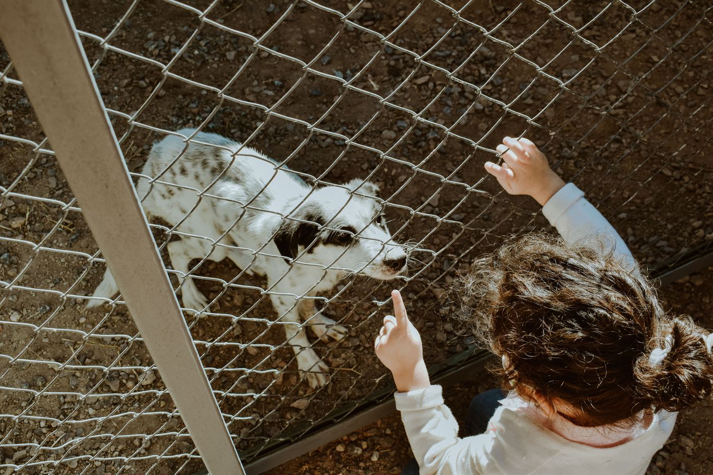 Escape-Proof Dog Playpen: Stopping Houdini Hounds