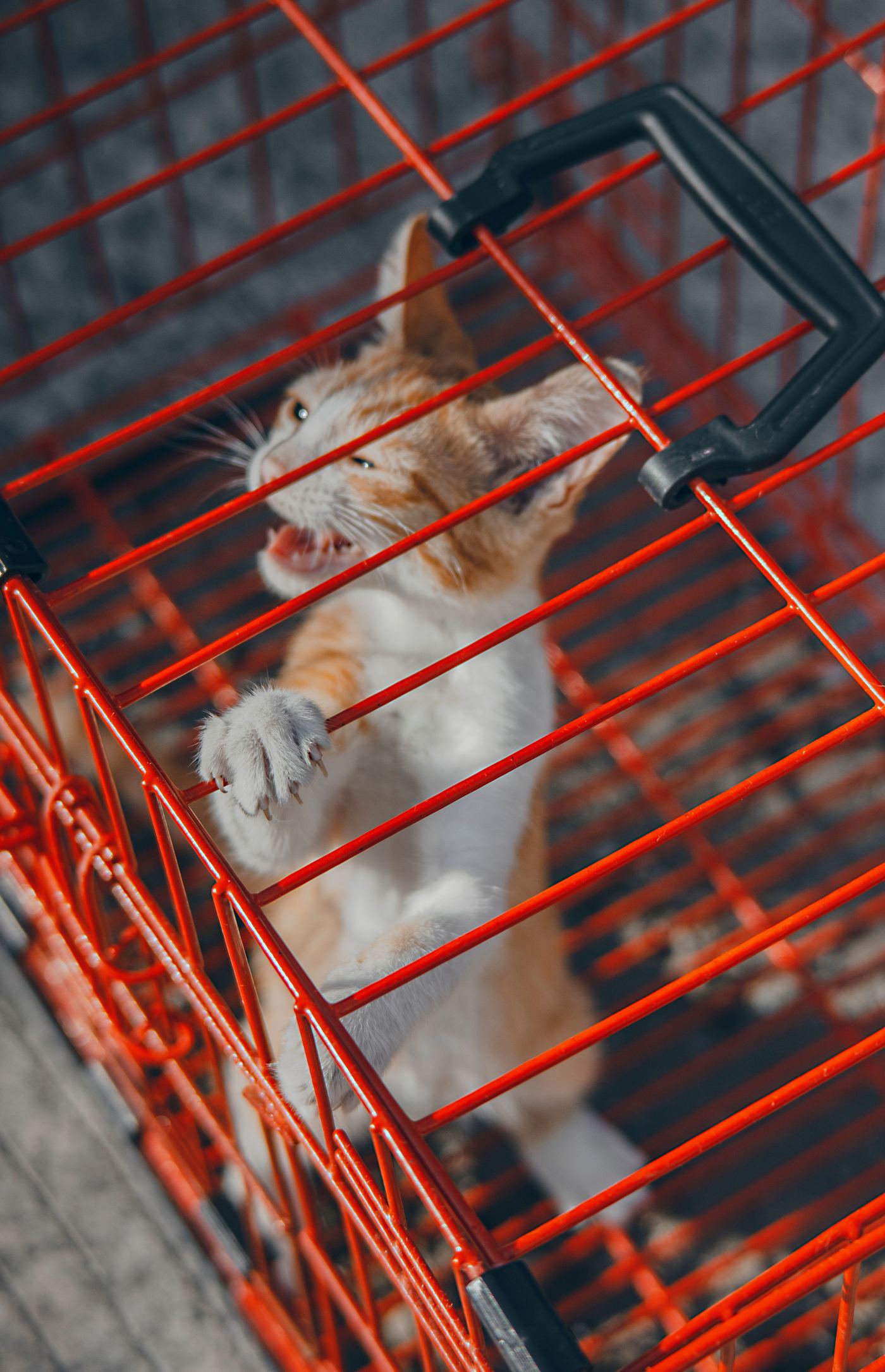 Indoor Cat Playpen: A Safe Roaming Space for Your Cat