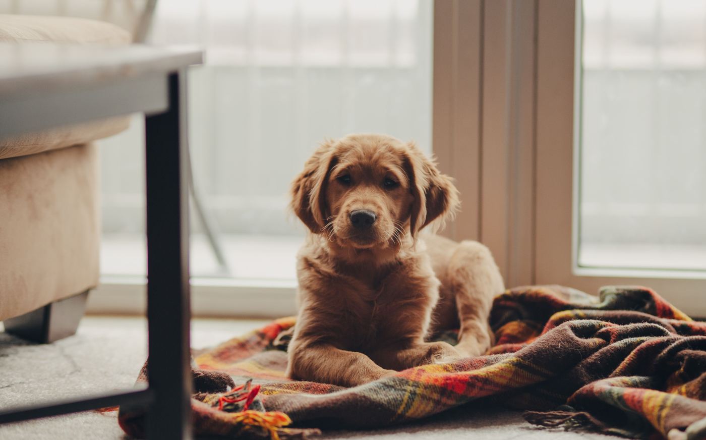 Puppy Play Pen: Confinement & Toilet Training 101