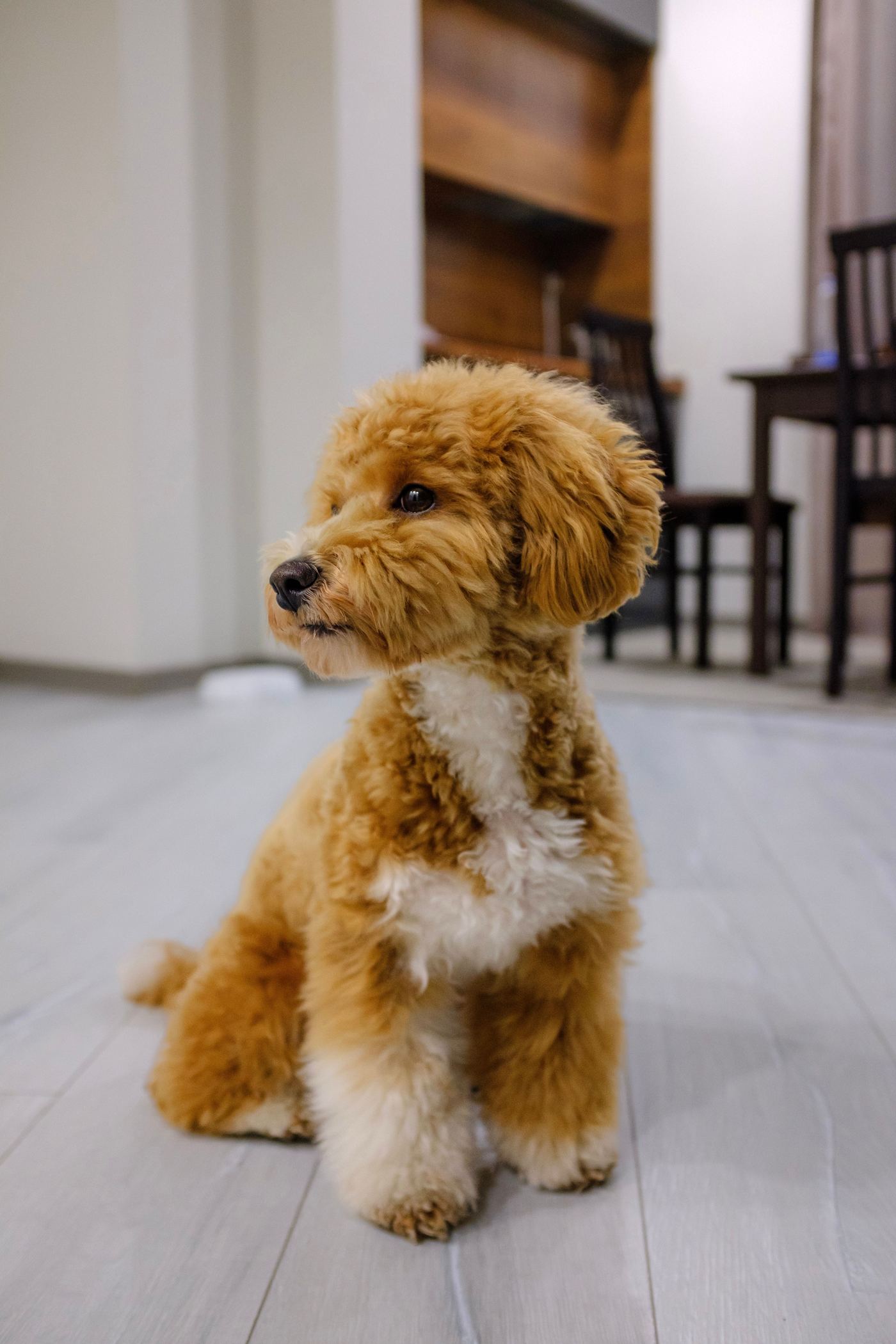 Puppy Toilet Training with a Playpen