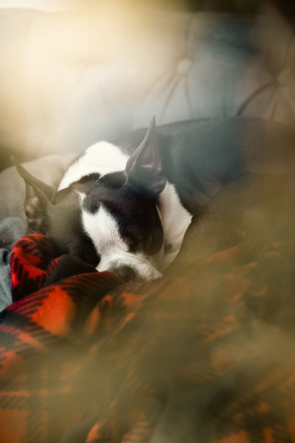 Puppy sleeping on a warm blanket inside its pen.