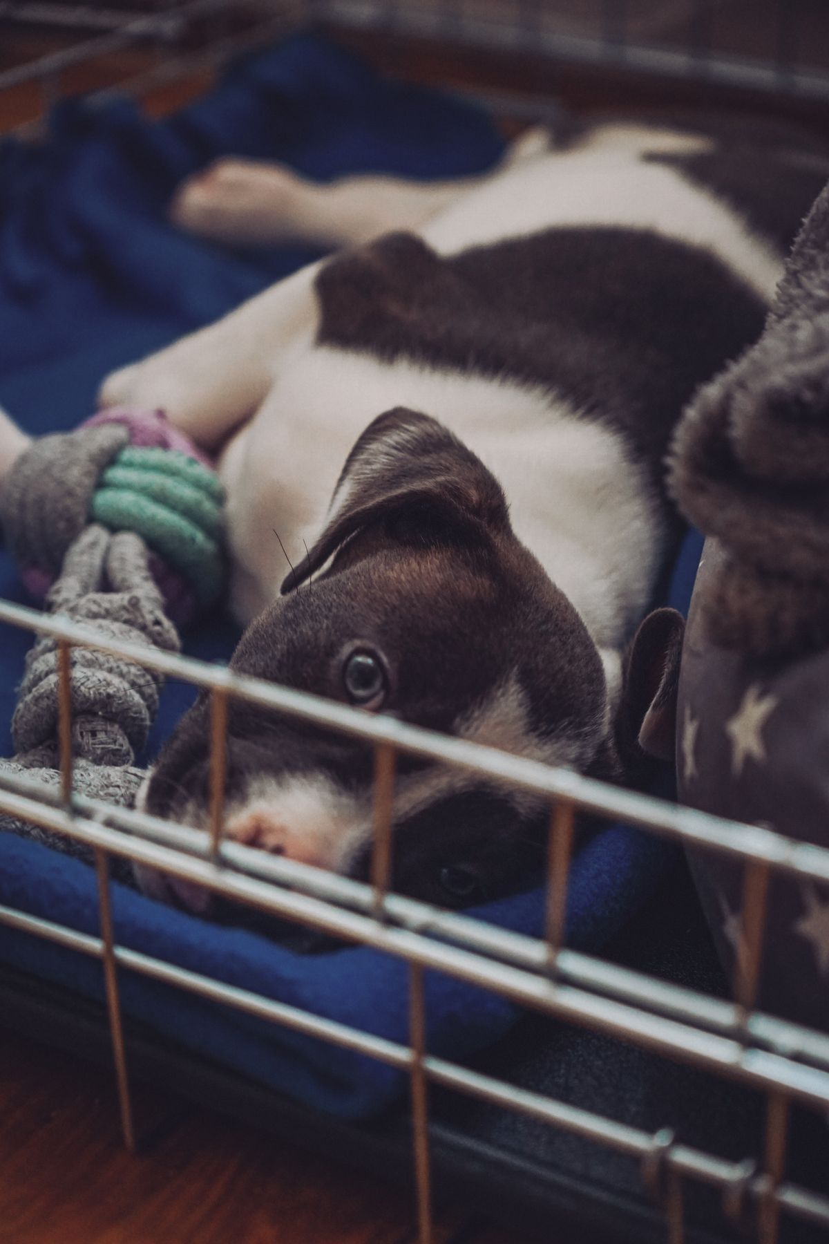 Puppy resting on a blanket inside a crate with toys nearby.