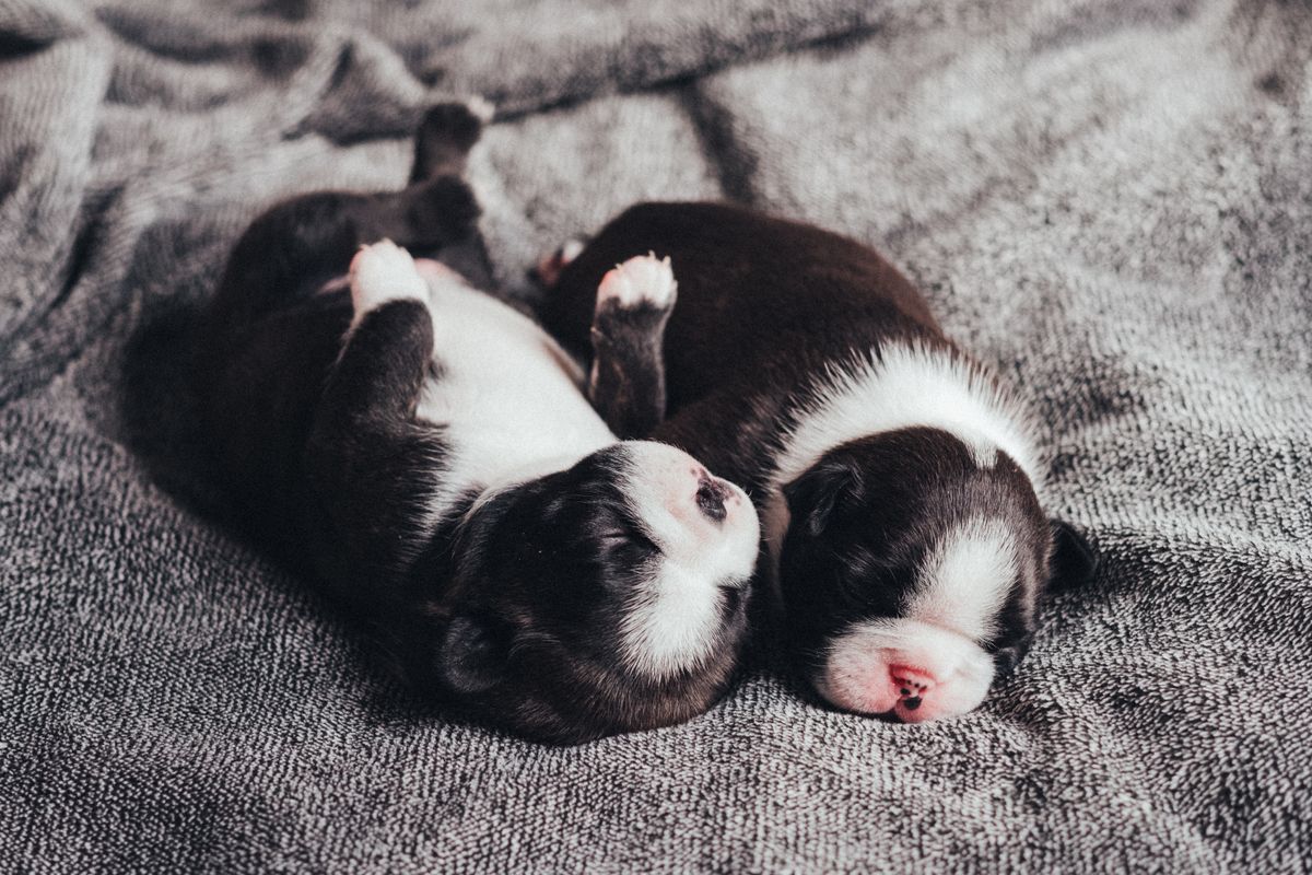 Two puppies sleeping together on a soft blanket.