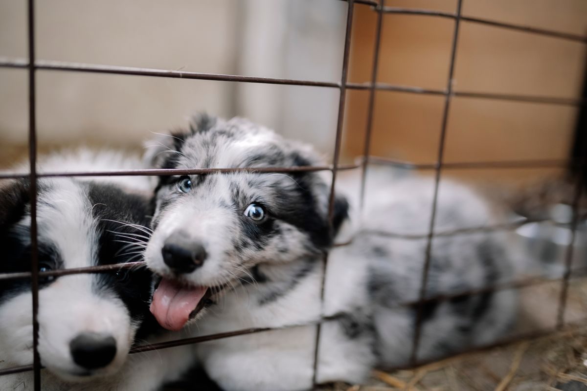 Close up of puppies in a playpen.