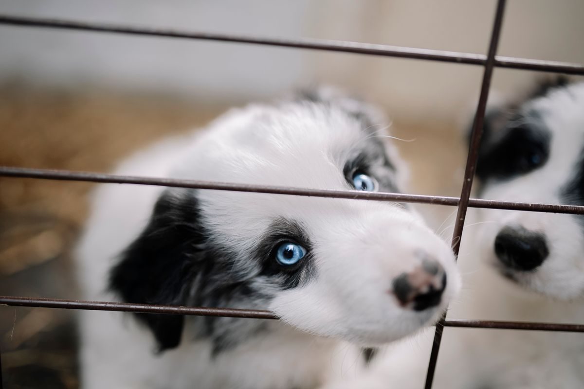 Puppies resting in a playpen.