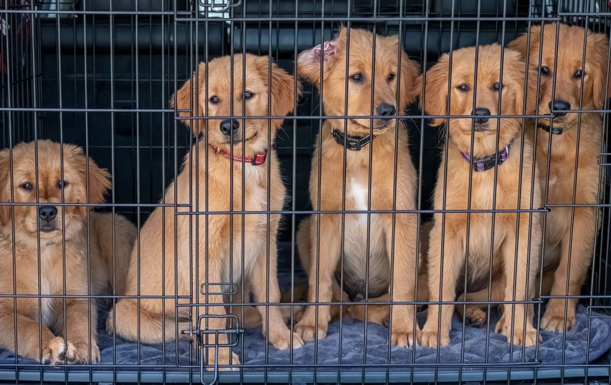 When a Foster Hates the Pen: Reading Refusal