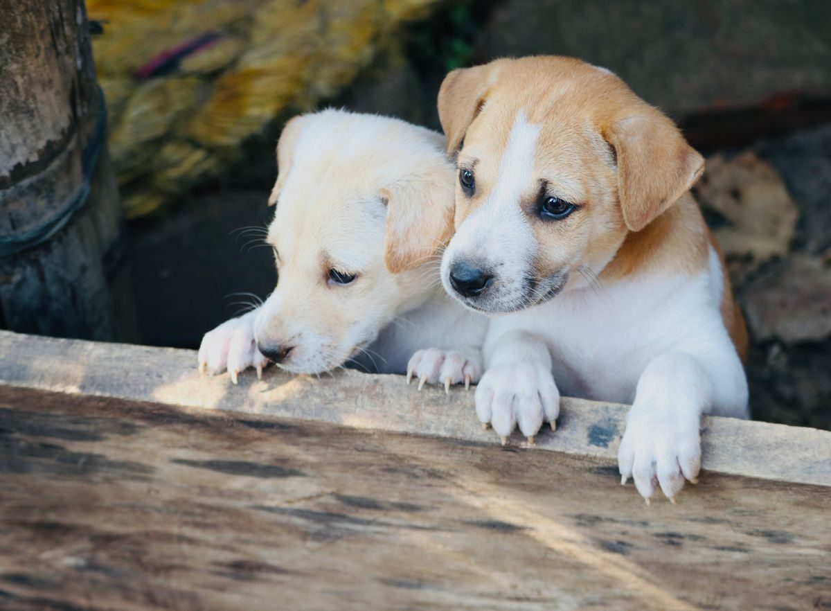 The Pen Kit That Lives in My Car: Fostering at Short Notice