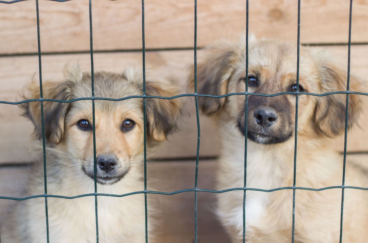 Two puppies looking through a fence.