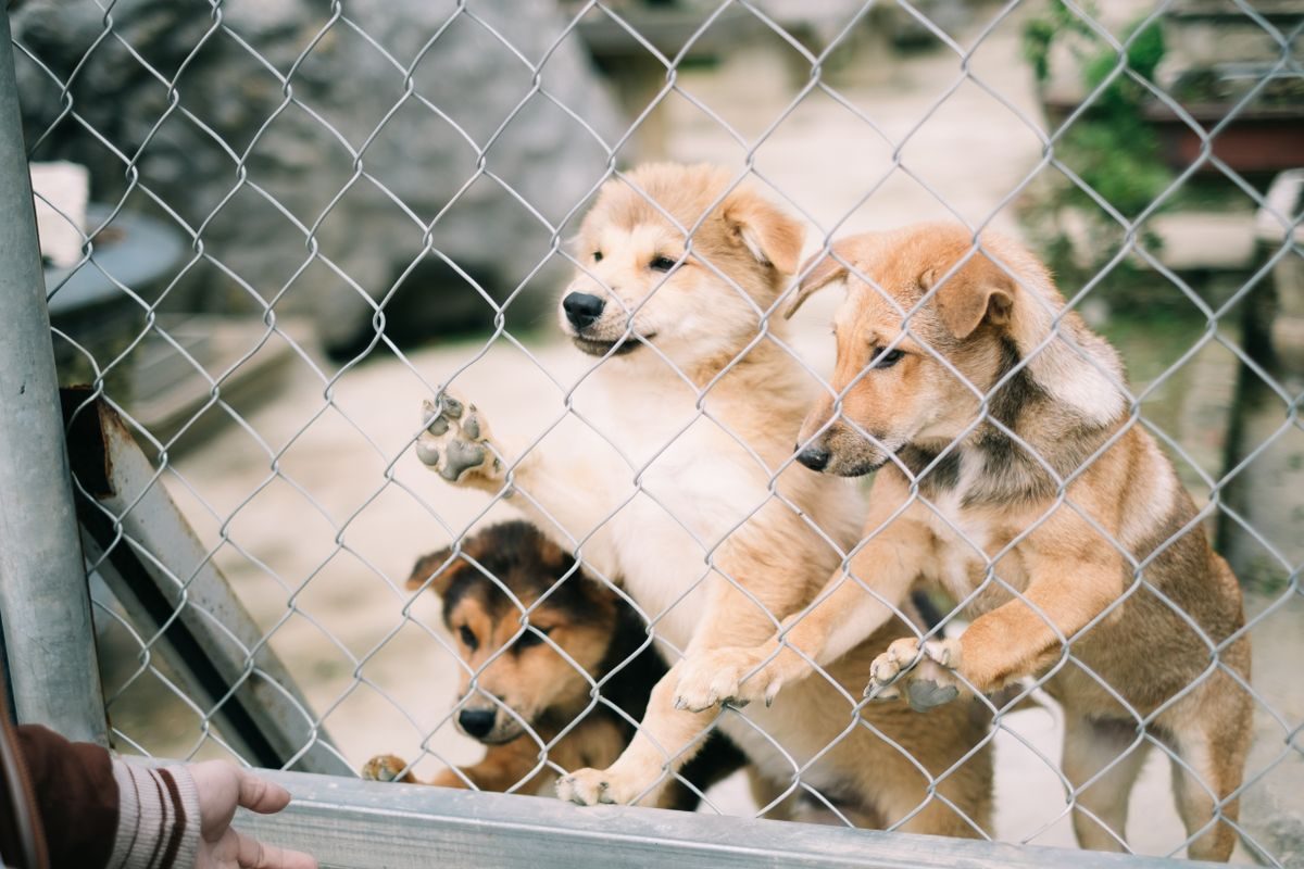 Puppies behind a chain link fence.