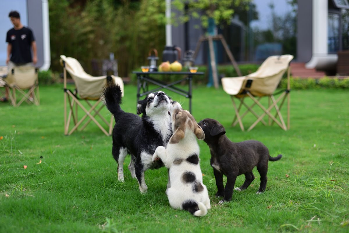 Playful puppies enjoying the garden.