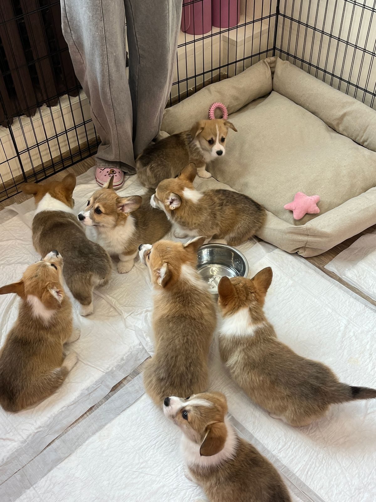 Group of corgi puppies indoors.